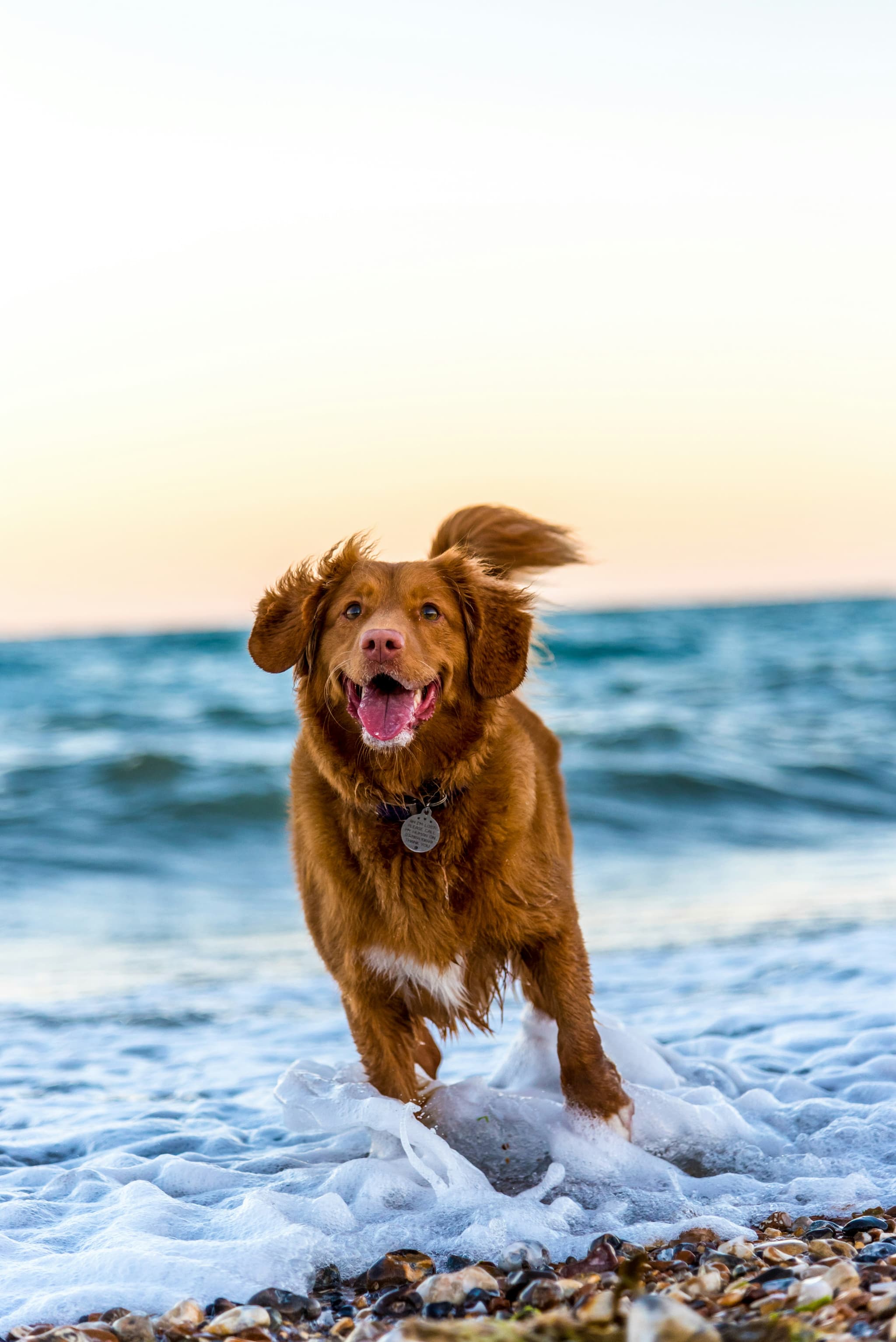 Pet Package