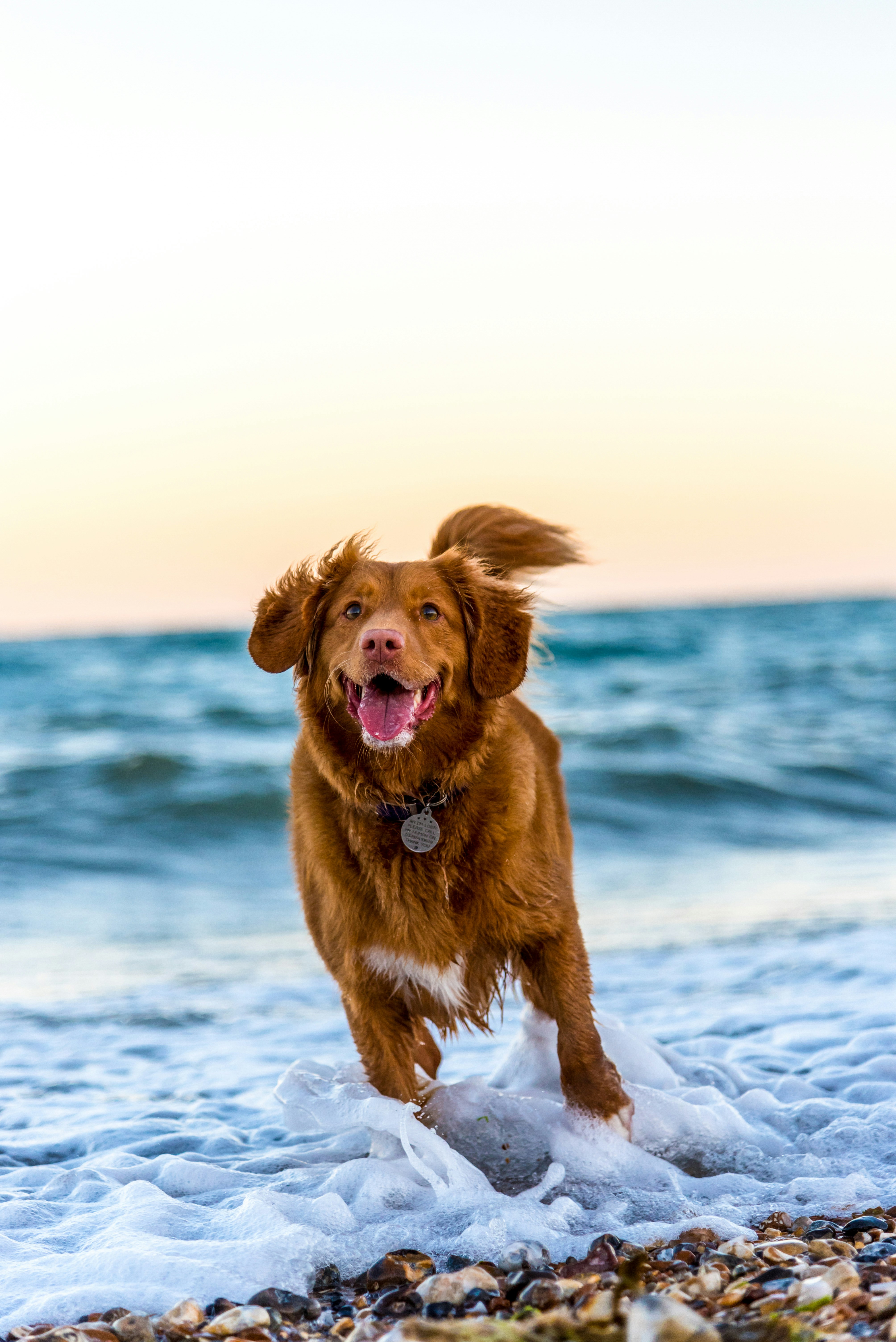Pet Package specialty beach package with curated activities and equipment